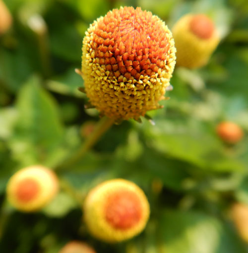 Spilanthes acmella skincare ingredient